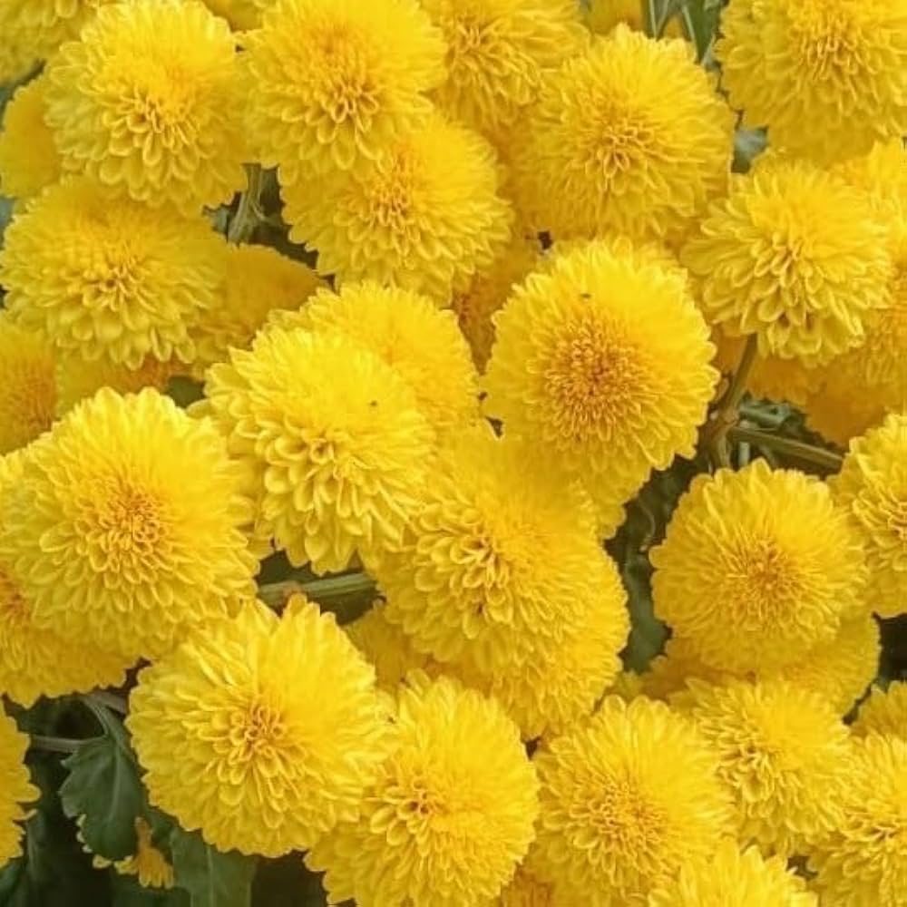Yellow Chrysanthemum Seeds - Heirloom Flower Garden Seeds for Growing