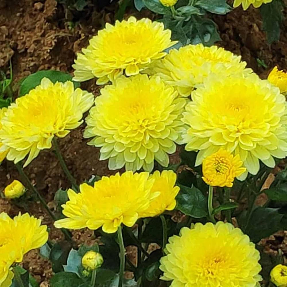Yellow Chrysanthemum Seeds - Heirloom Flower Garden Seeds for Growing