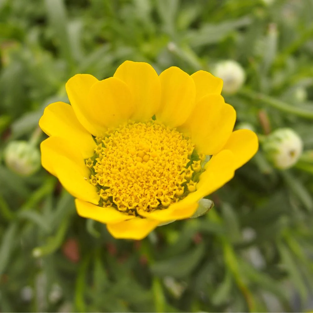Yellow Chrysanthemum Seeds - Heirloom Flower Garden Seeds for Growing