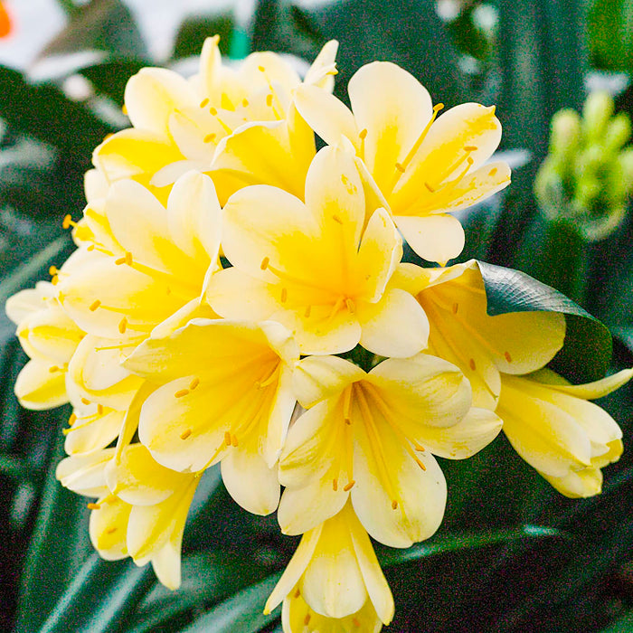 Yellow Clivia Seeds - Heirloom Flower Garden Seeds for Growing