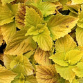 Yellow Coleus Seeds - Heirloom Flower Garden Seeds for Growing