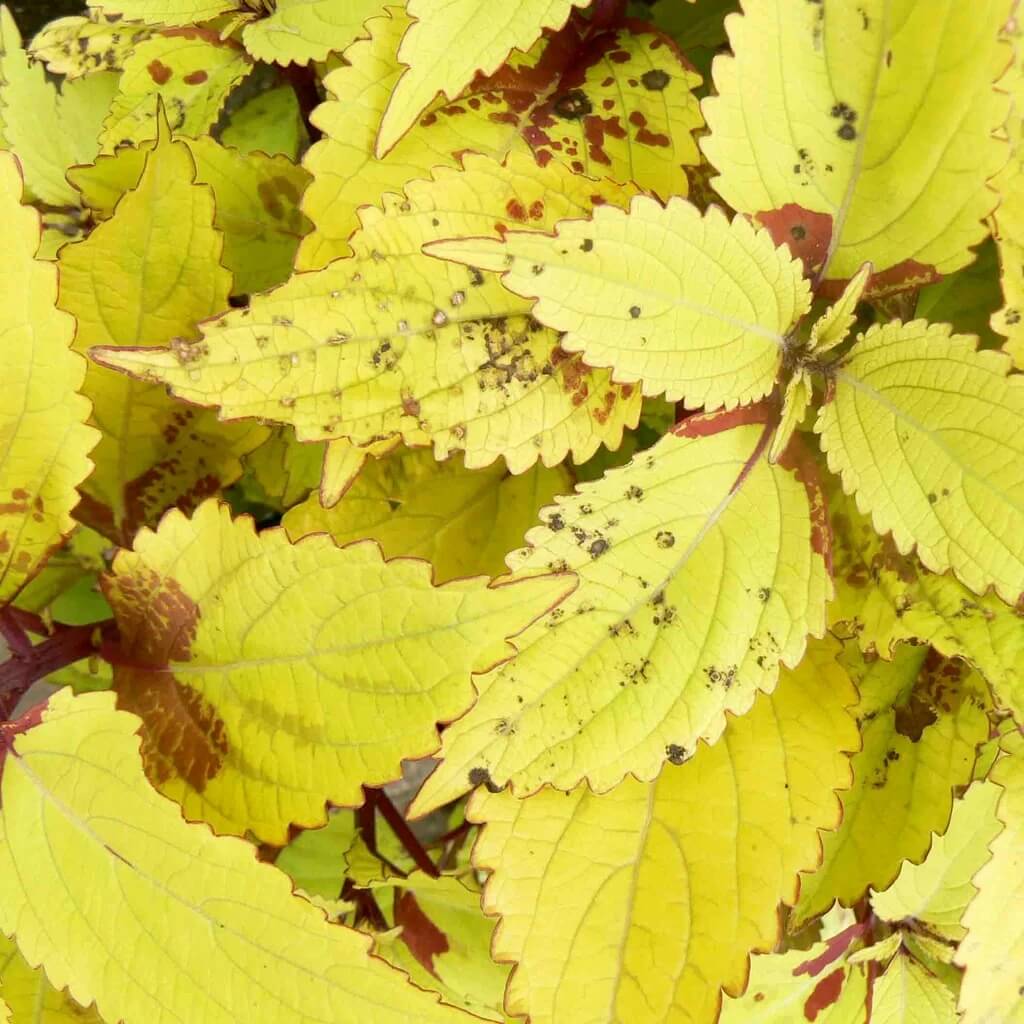 Yellow Coleus Seeds - Heirloom Flower Garden Seeds for Growing