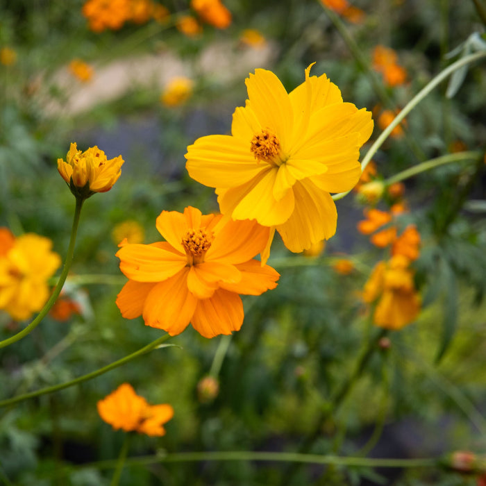 Yellow Cosmos Seeds - Heirloom Flower Garden Seeds for Growing