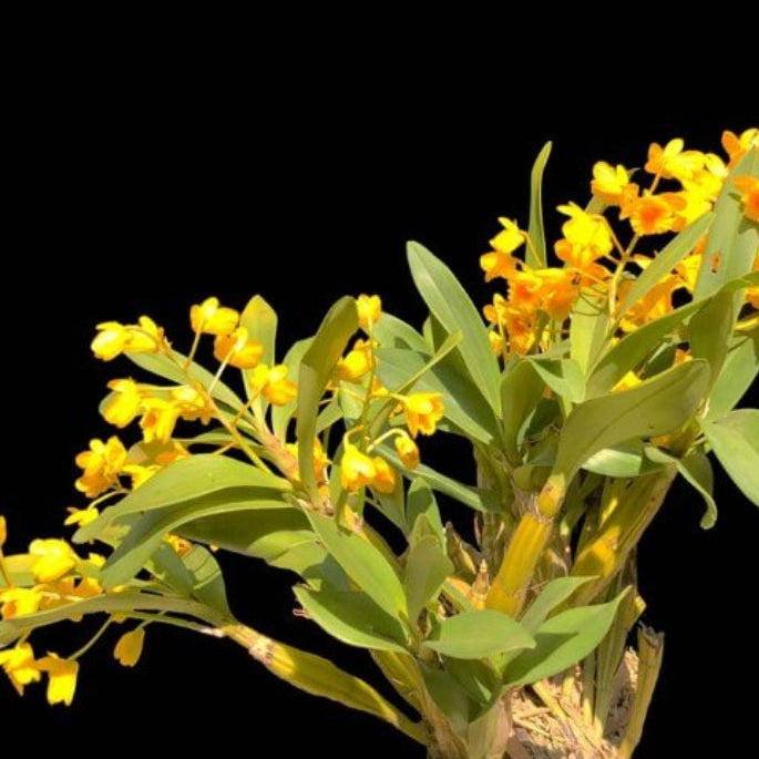 Yellow Dendrobium Orchid Seeds -  Heirloom Flower Garden Seeds for Growing