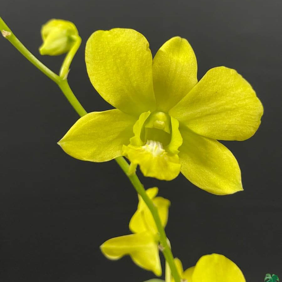 Yellow Dendrobium Orchid Seeds -  Heirloom Flower Garden Seeds for Growing