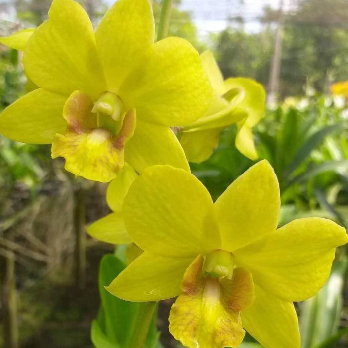 Yellow Dendrobium Orchid Seeds -  Heirloom Flower Garden Seeds for Growing