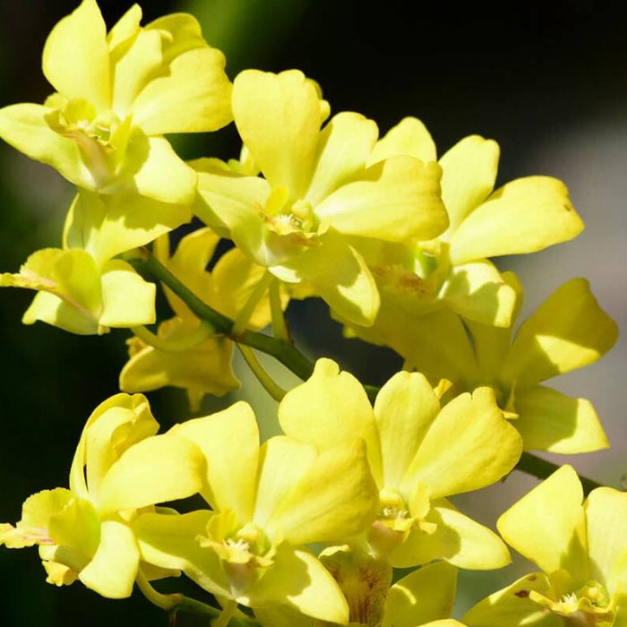 Yellow Dendrobium Orchid Seeds -  Heirloom Flower Garden Seeds for Growing