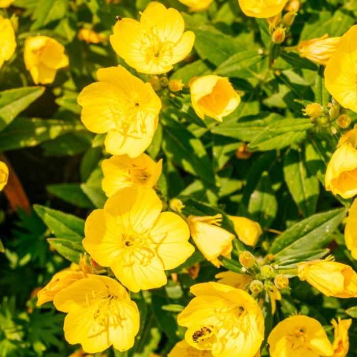 Yellow Evening Primrose Seeds  - Heirloom Flower Garden Seeds for Growing
