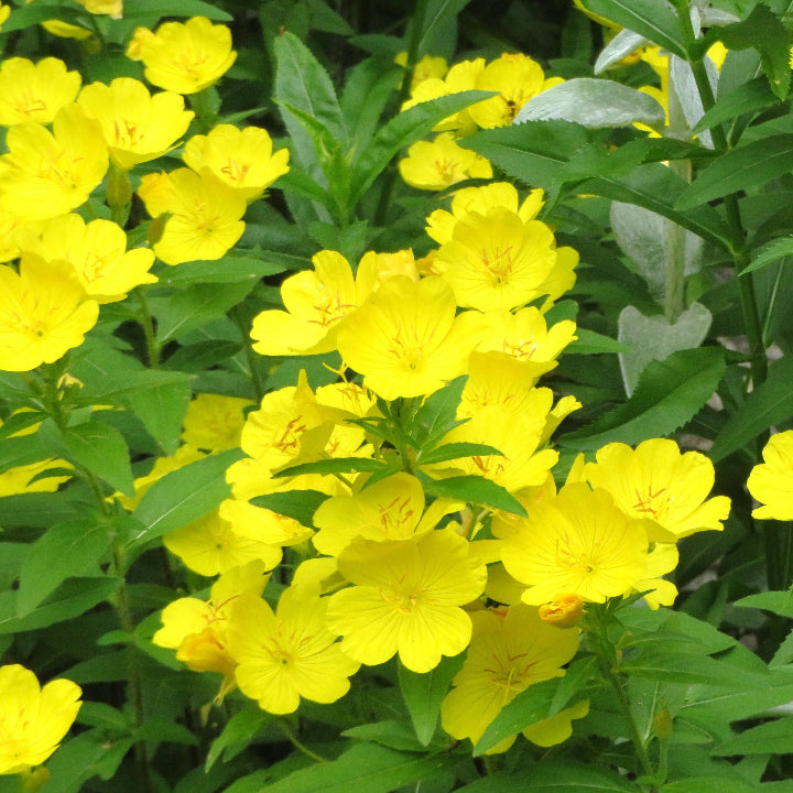 Yellow Evening Primrose Seeds  - Heirloom Flower Garden Seeds for Growing