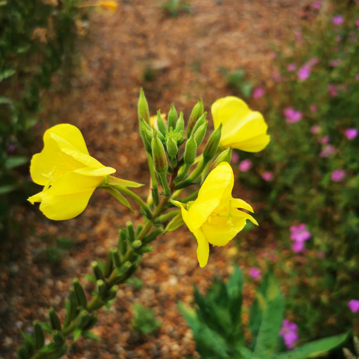 Yellow Evening Primrose Seeds  - Heirloom Flower Garden Seeds for Growing