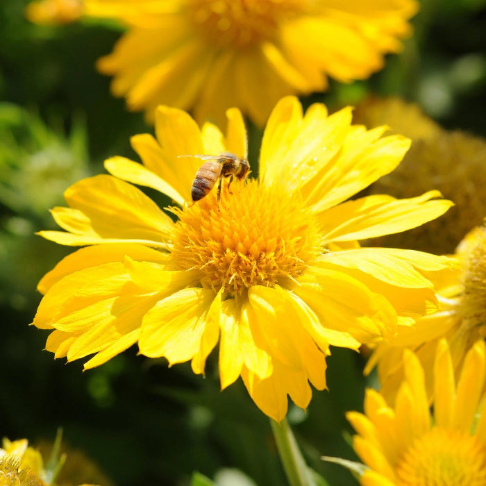 Yellow Gaillardia Seeds - Heirloom Flower Garden Seeds for Growing