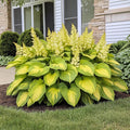 Yellow Gold Hosta Seeds - Heirloom Flower Garden Seeds for Growing