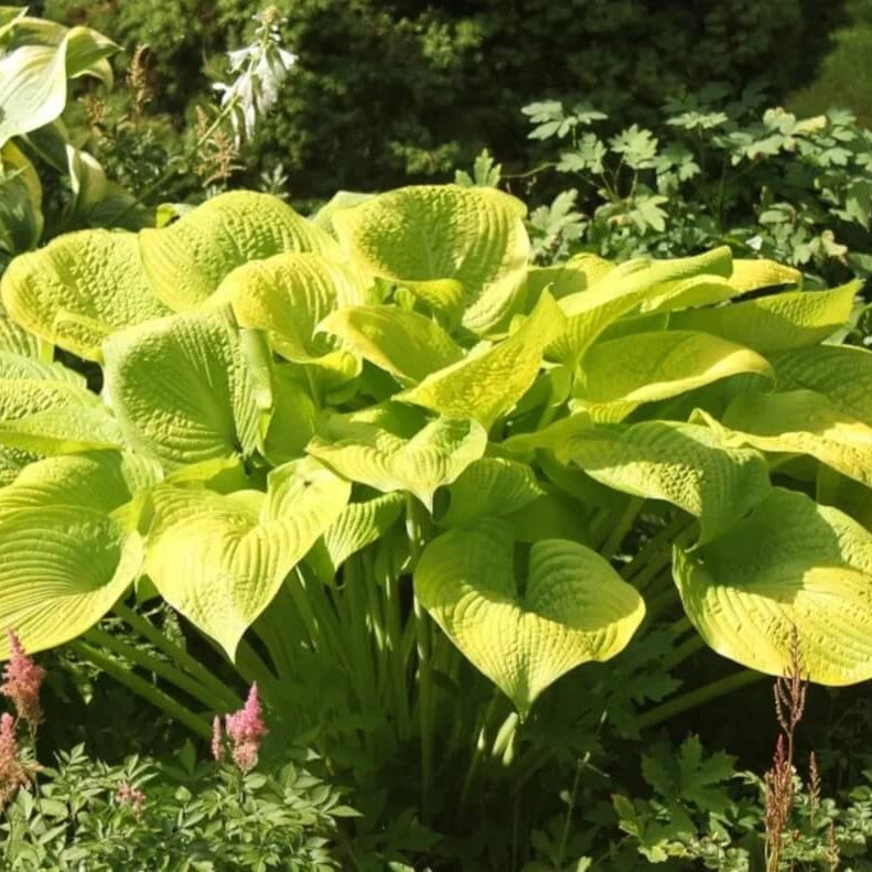 Yellow Gold Hosta Seeds - Heirloom Flower Garden Seeds for Growing