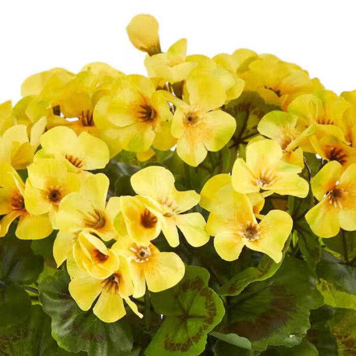Yellow Golden Geranium Seeds - Heirloom Flower Garden Seeds for Growing