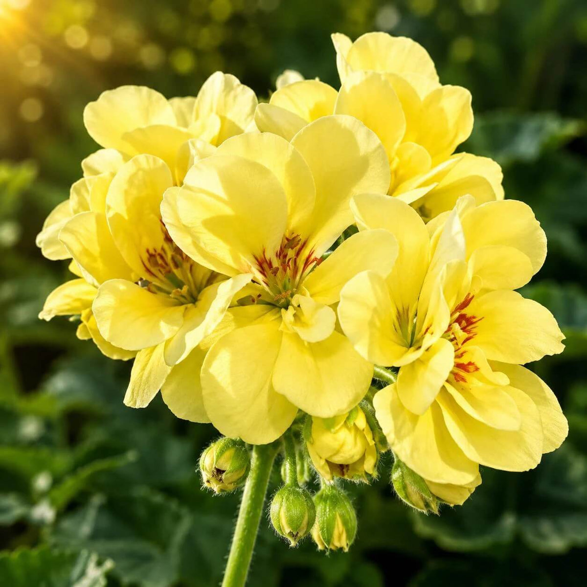 Yellow Golden Geranium Seeds - Heirloom Flower Garden Seeds for Growing