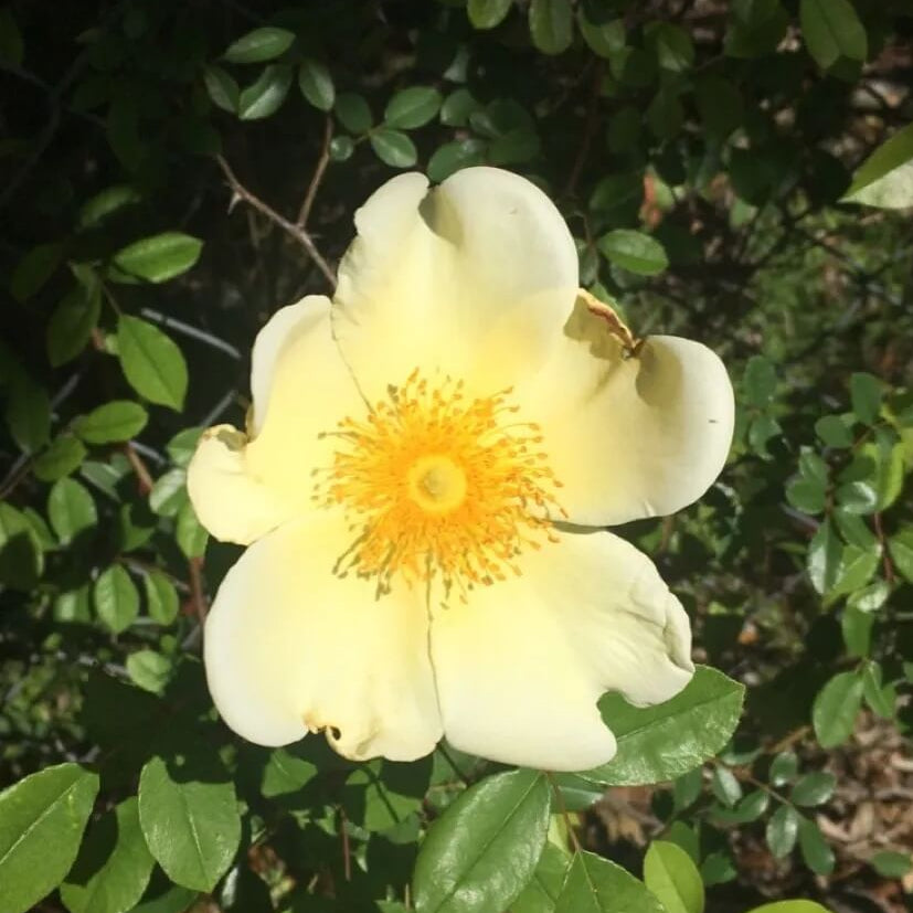 Yellow Hugo Rosa Seeds - Heirloom Flower Garden Seeds for Growing