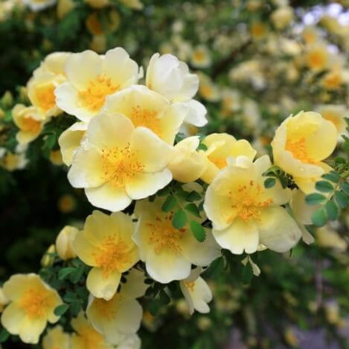 Yellow Hugo Rosa Seeds - Heirloom Flower Garden Seeds for Growing