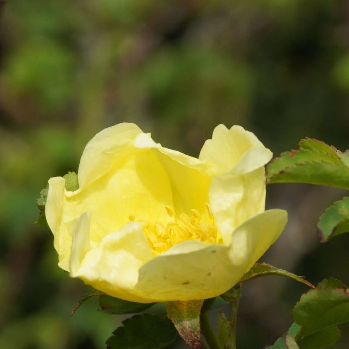 Yellow Hugo Rosa Seeds - Heirloom Flower Garden Seeds for Growing