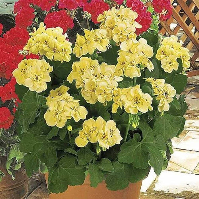 Yellow Japanese Geranium Seeds - Heirloom Flower Garden Seeds for Growing