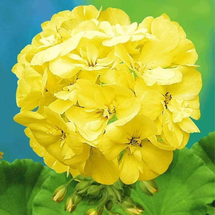 Yellow Japanese Geranium Seeds - Heirloom Flower Garden Seeds for Growing
