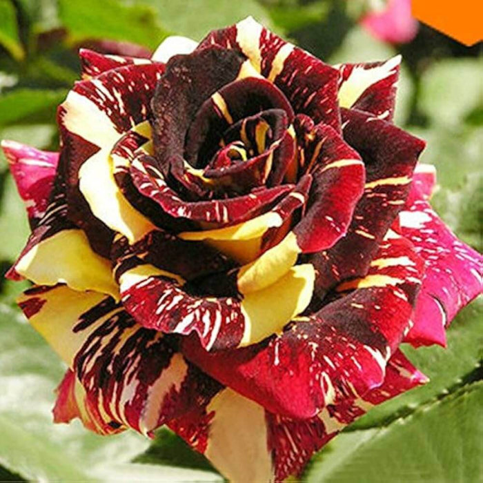 Yellow Maroon Rosa spp. Seeds - Heirloom Flower Garden Seeds for Growing