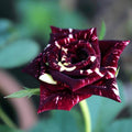 Yellow Maroon Rosa spp. Seeds - Heirloom Flower Garden Seeds for Growing