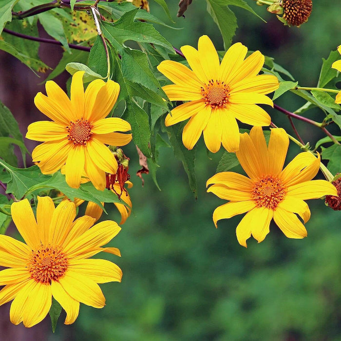 Yellow Mexican Sunflower Seeds - Heirloom Flower Garden Seeds for Growing
