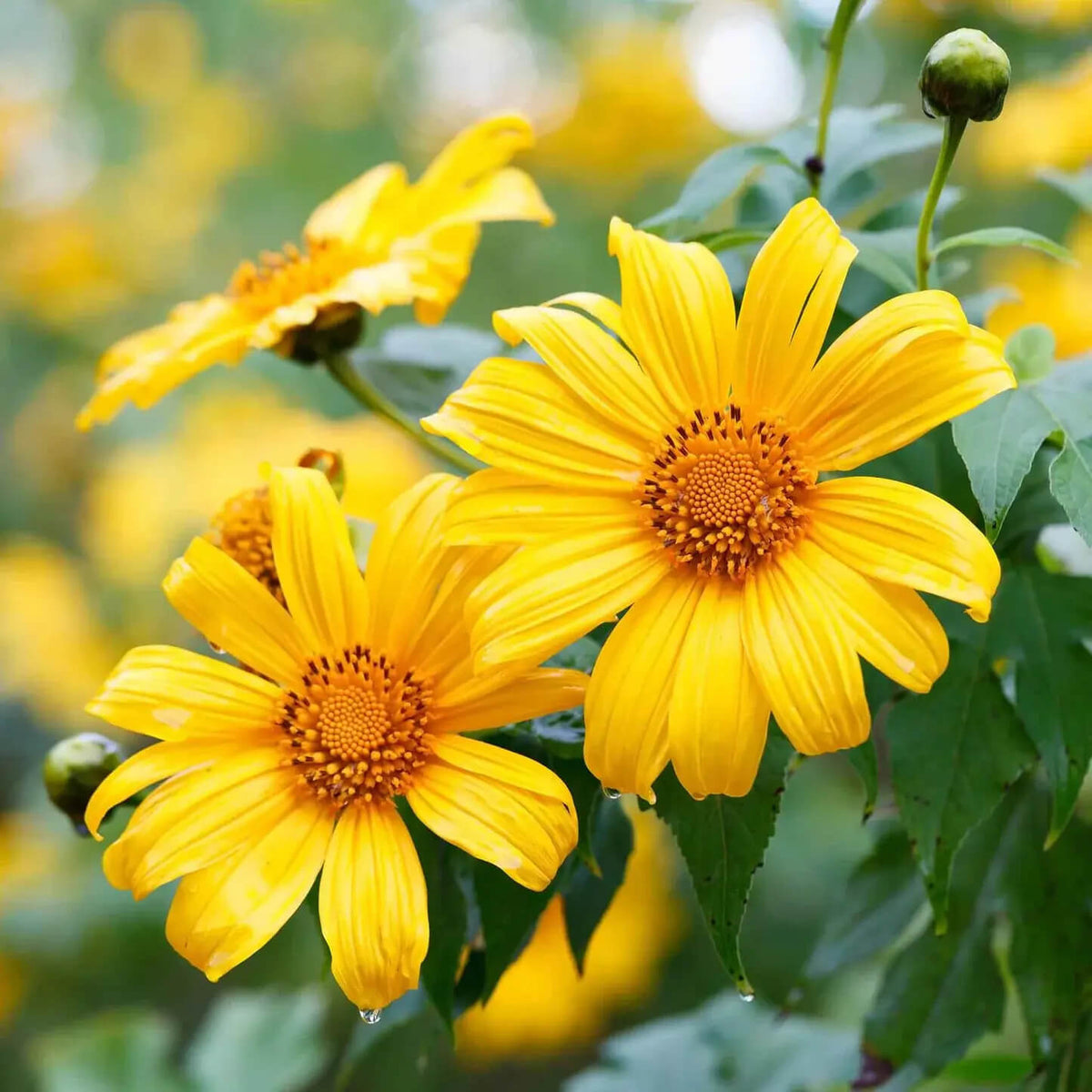 Yellow Mexican Sunflower Seeds - Heirloom Flower Garden Seeds for Growing