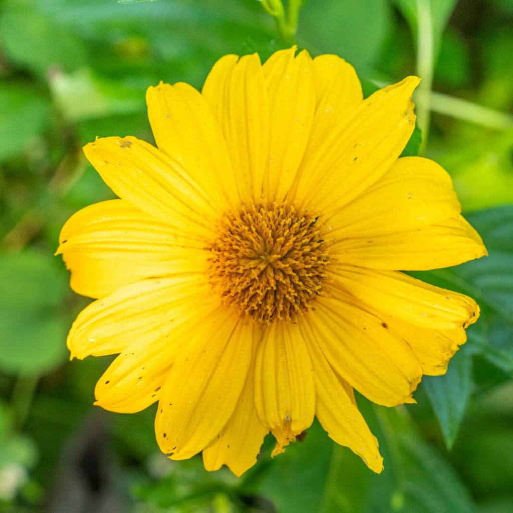 Yellow Mexican Sunflower Seeds - Heirloom Flower Garden Seeds for Growing
