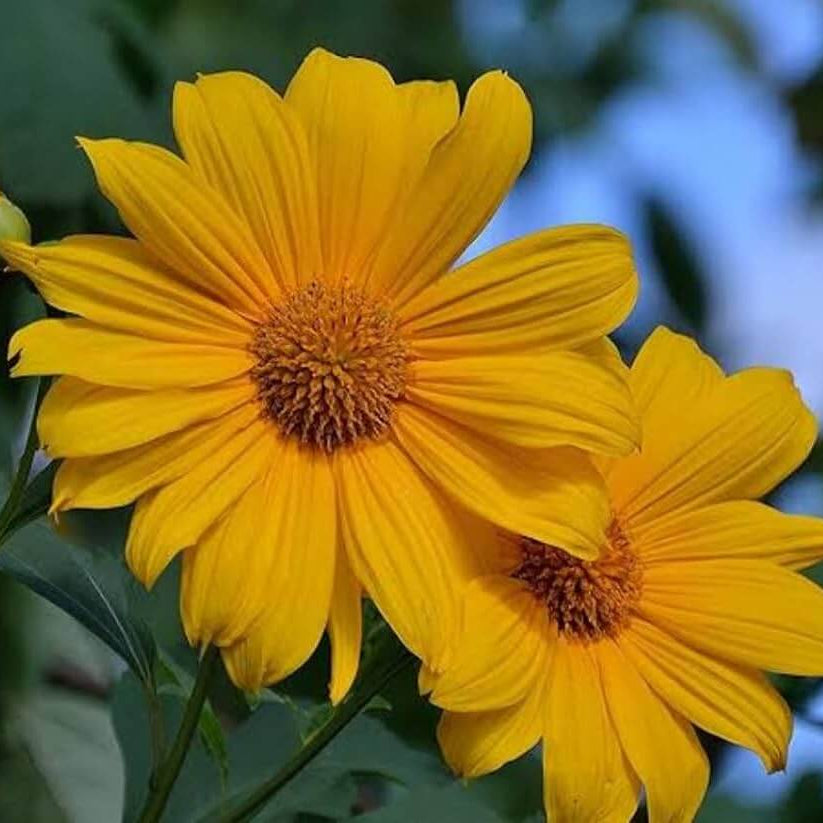 Yellow Mexican Sunflower Seeds - Heirloom Flower Garden Seeds for Growing