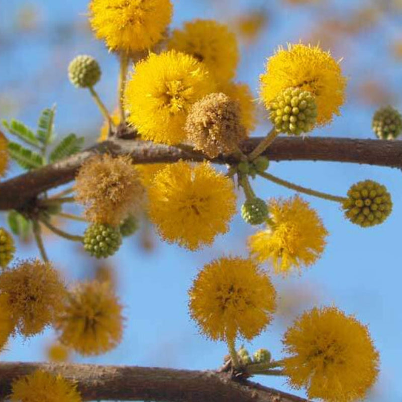 Yellow Mimosa Seeds - Heirloom Flower Garden Seeds for Growing