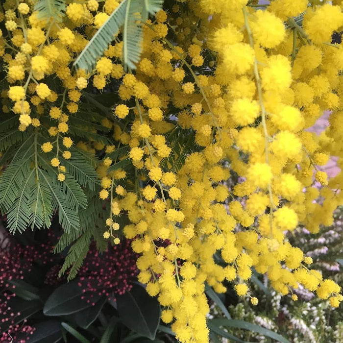 Yellow Mimosa Seeds - Heirloom Flower Garden Seeds for Growing