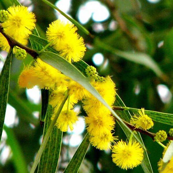 Yellow Mimosa Seeds - Heirloom Flower Garden Seeds for Growing