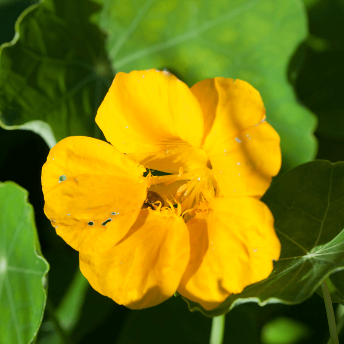 Yellow Nasturtium Seeds - Heirloom Flower Garden Seeds for Growing