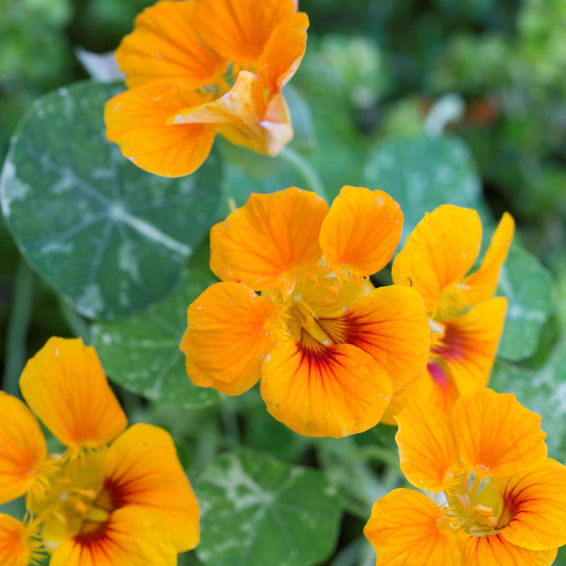 Yellow Nasturtium Seeds - Heirloom Flower Garden Seeds for Growing