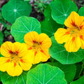 Yellow Nasturtium Seeds - Heirloom Flower Garden Seeds for Growing