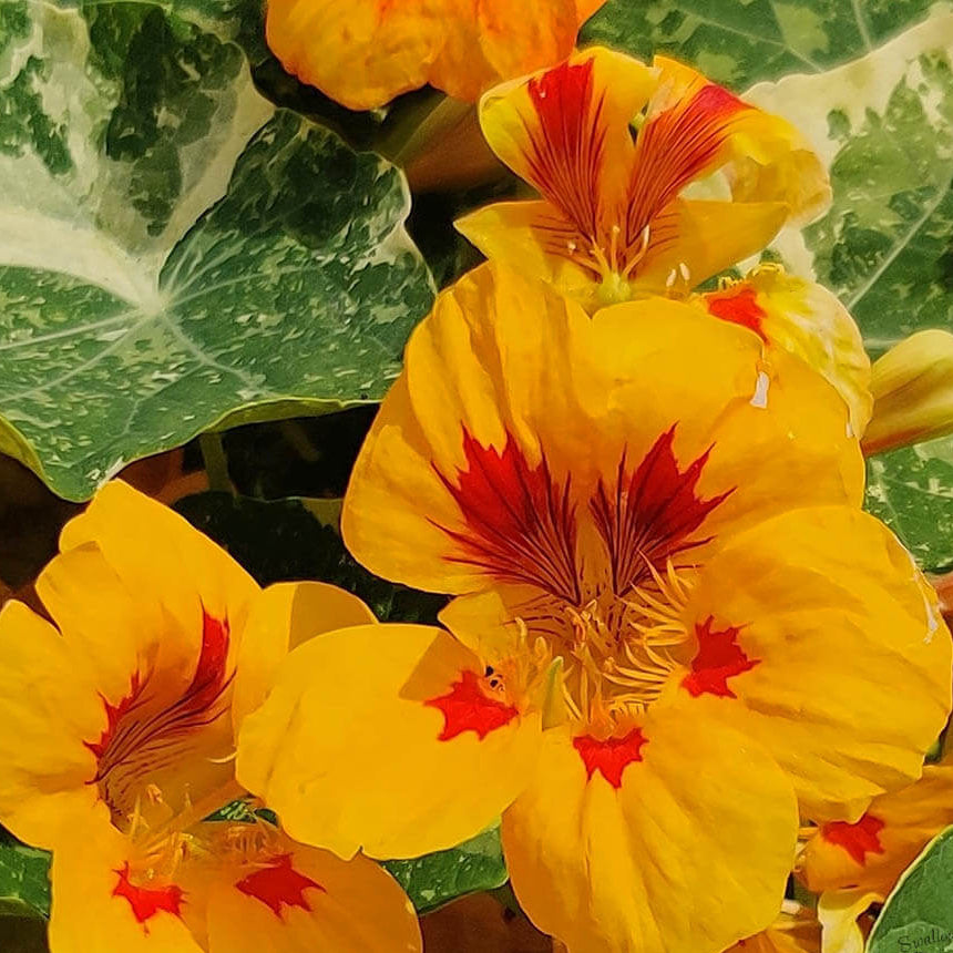 Yellow Nasturtium Seeds - Heirloom Flower Garden Seeds for Growing