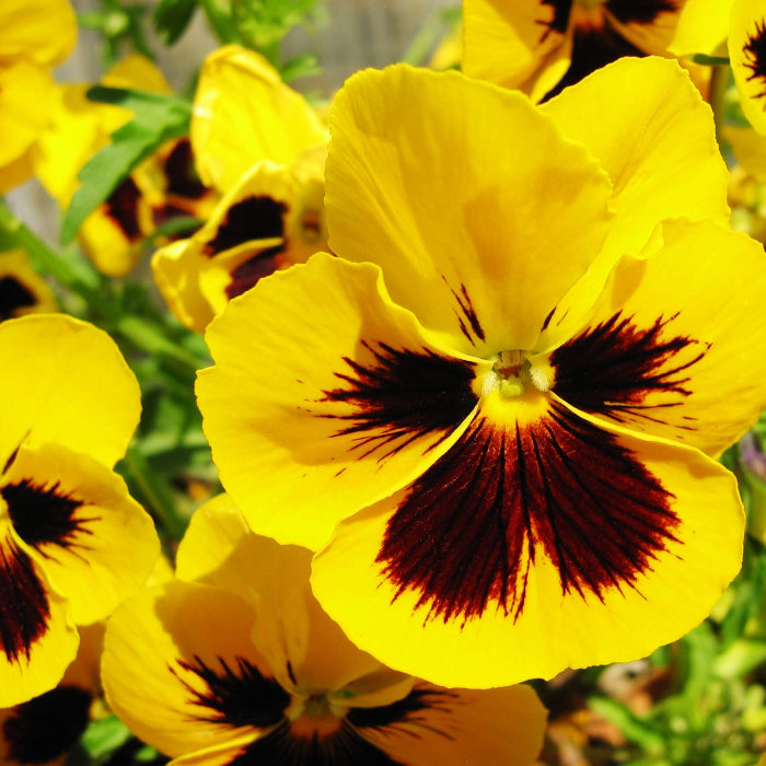 Yellow Pansy Seeds - Heirloom Flower Garden Seeds for Growing