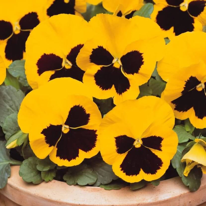 Yellow Pansy Seeds - Heirloom Flower Garden Seeds for Growing