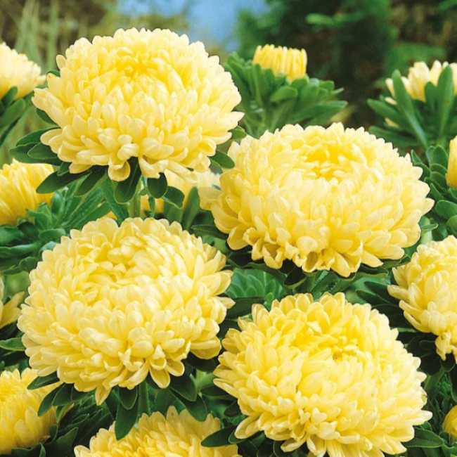 Yellow Peony Aster Callistephus Seeds - Heirloom Flower Garden Seeds for Growing