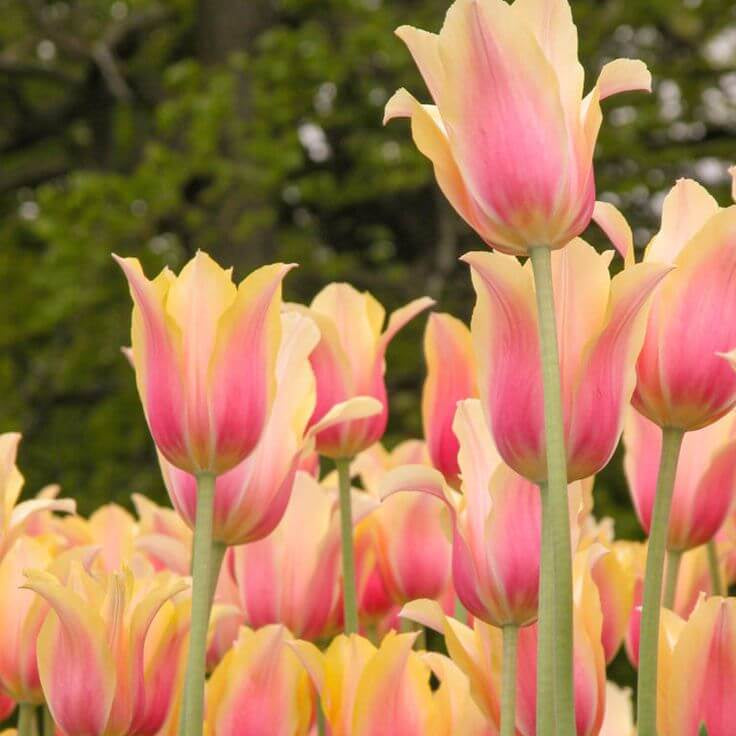 Yellow Pink Tulip Seeds - Heirloom Flower Garden Seeds for Growing