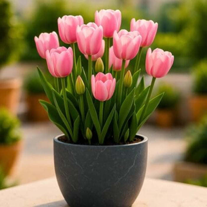 Yellow Pink Tulip Seeds - Heirloom Flower Garden Seeds for Growing