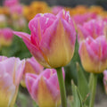Yellow Pink Tulip Seeds - Heirloom Flower Garden Seeds for Growing