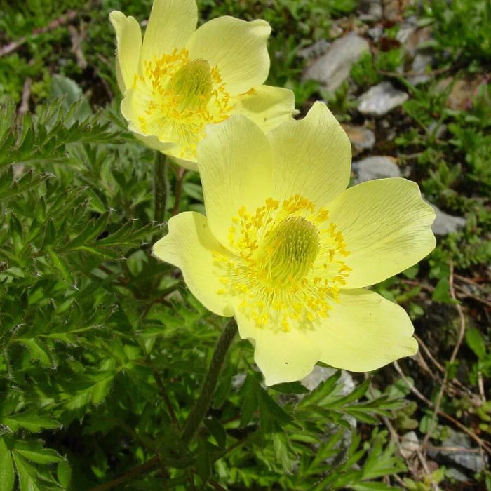 Yellow Pulsatilla Anemone Seeds - Heirloom Flower Garden Seeds for Growing