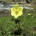 Yellow Pulsatilla Anemone Seeds - Heirloom Flower Garden Seeds for Growing
