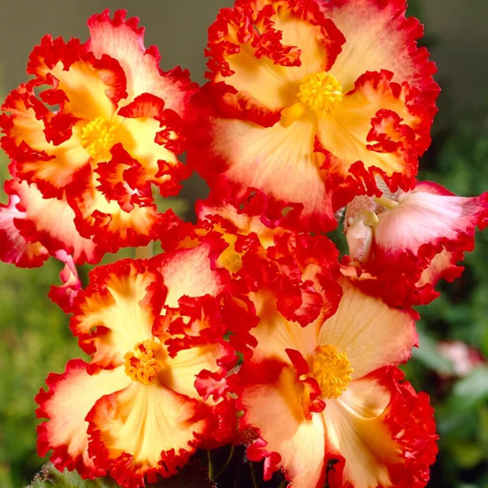 Yellow & Red Begonia Seeds - Heirloom Flower Garden Seeds for Growing