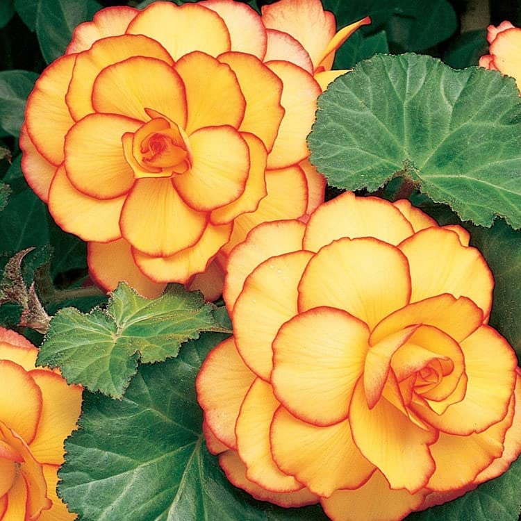 Yellow & Red Begonia Seeds - Heirloom Flower Garden Seeds for Growing
