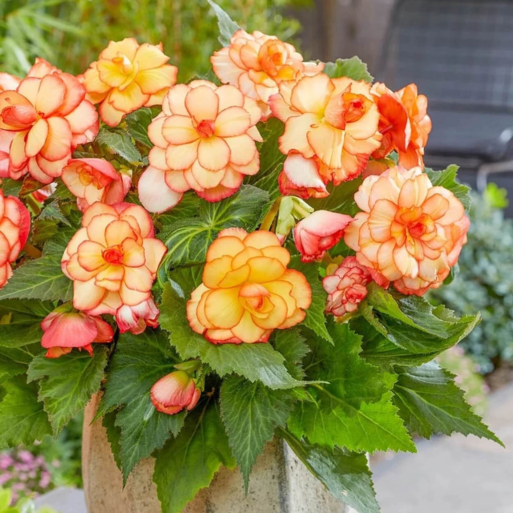Yellow & Red Begonia Seeds - Heirloom Flower Garden Seeds for Growing