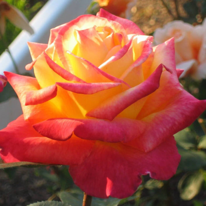 Yellow Red Climbing Rosa spp. Seeds - Heirloom Flower Garden Seeds for Growing