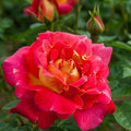 Yellow Red Climbing Rosa spp. Seeds - Heirloom Flower Garden Seeds for Growing